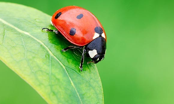 lady-bug